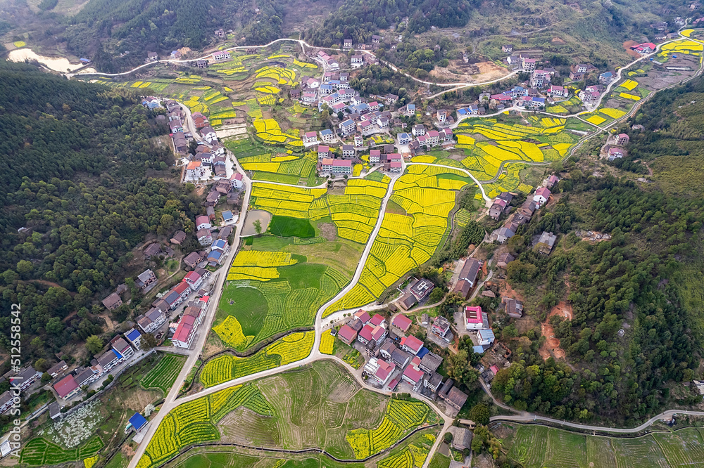 美丽的山村，油菜花在春天绽放