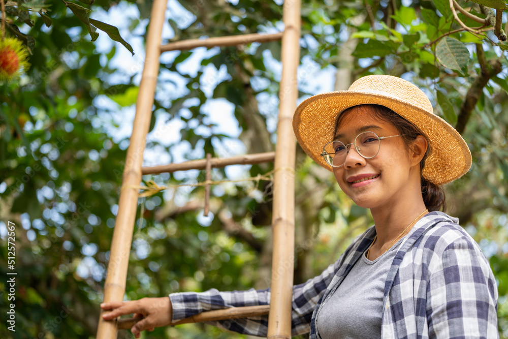 Harvest Rambutan by Smart woman Farmer in Rambutan fruit organic farm, working in plant farm concept