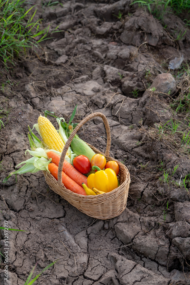 The Pile of Vegetable in the Bamboo basket on soil in farm, cabbage,carrots,radish,corn