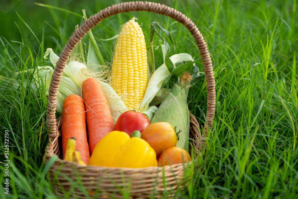 The Pile of Vegetable in the Bamboo basket on green grass in orgranic farming,cabbage,carrots,radish