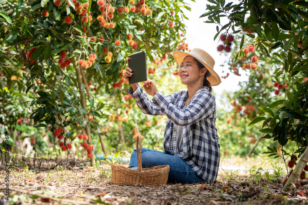 Asia Woman farmer Rambutan fruit Farmer Checking Quality of product Rambutan using tablet or smart p