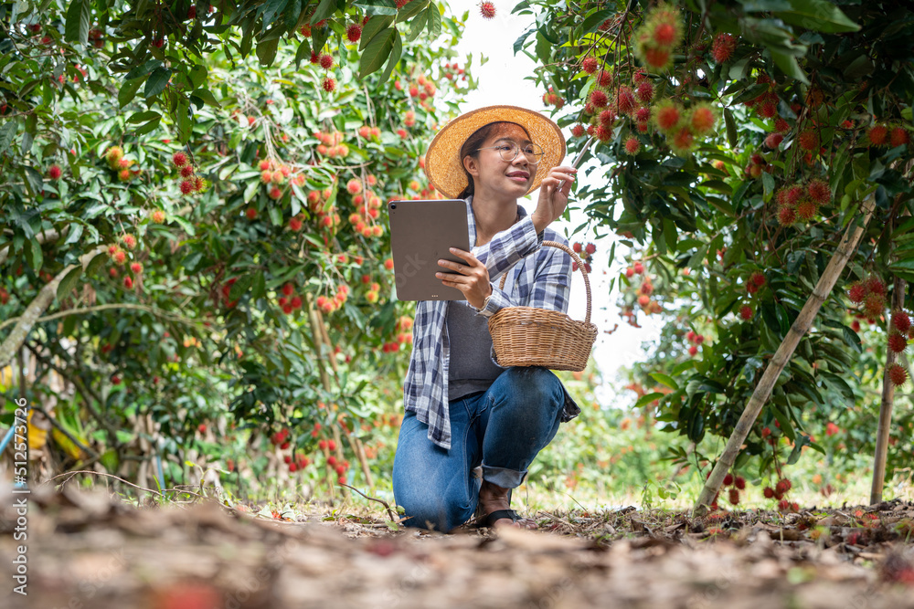 Asia Woman farmer Rambutan fruit Farmer Checking Quality of product Rambutan using tablet or smart p