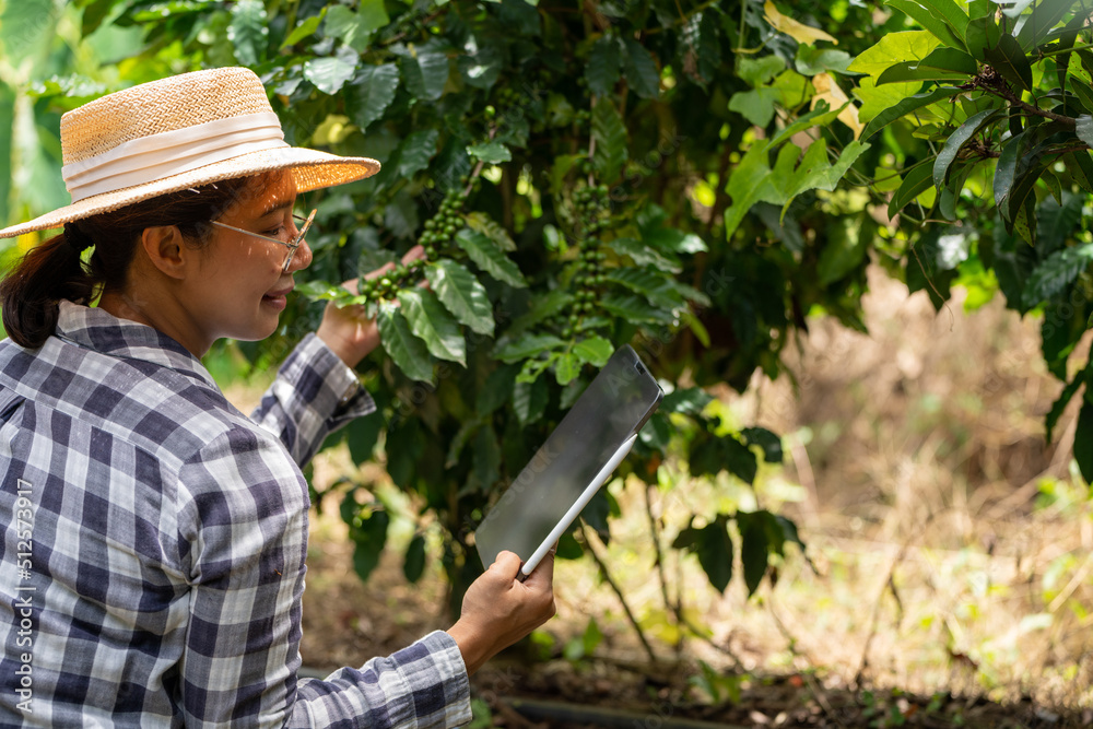 Woman farmer check arabica coffee  beans with tablet farmer berries with agriculturist hands Robusta