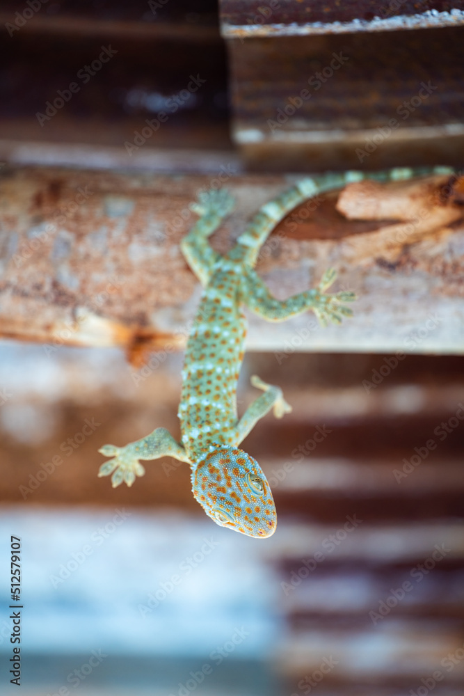 Tokay gecko upside down on the roof at alone farm