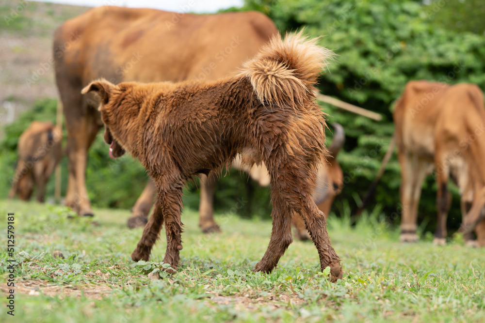 little dogs in ranch farming ,The dog are herding cattle on a ranch