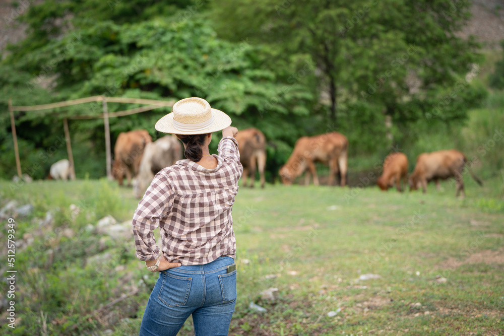 Female Woman worker posing on a cow dairy farm out door ranch a cowshed farm