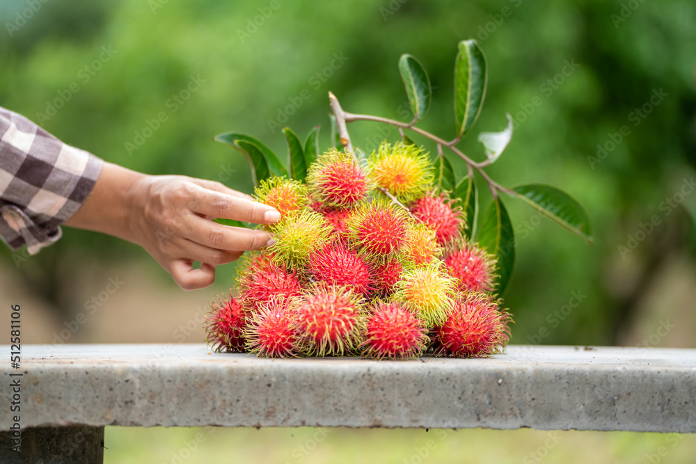 The Pile of Rambutan sweet delicious fruit with Leaf on green jungles tree of rambutan soft focus ba