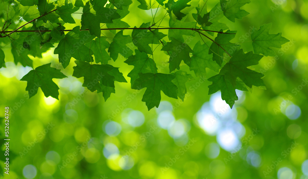 Green leaves background