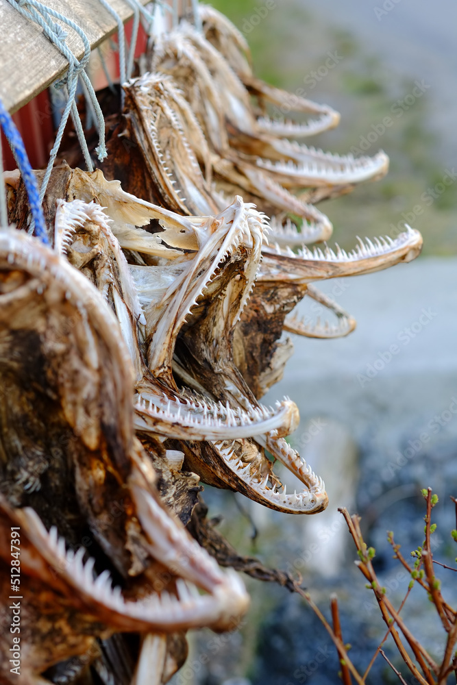 Air dried fish. Traditional way of drying fish in Norway, Drying in the sun hanging on wooden racks.