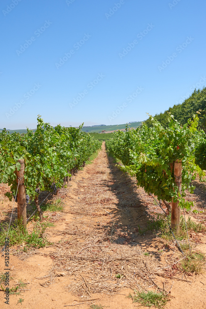 南非西开普省Stellenbosch区。南非最著名的葡萄酒产区