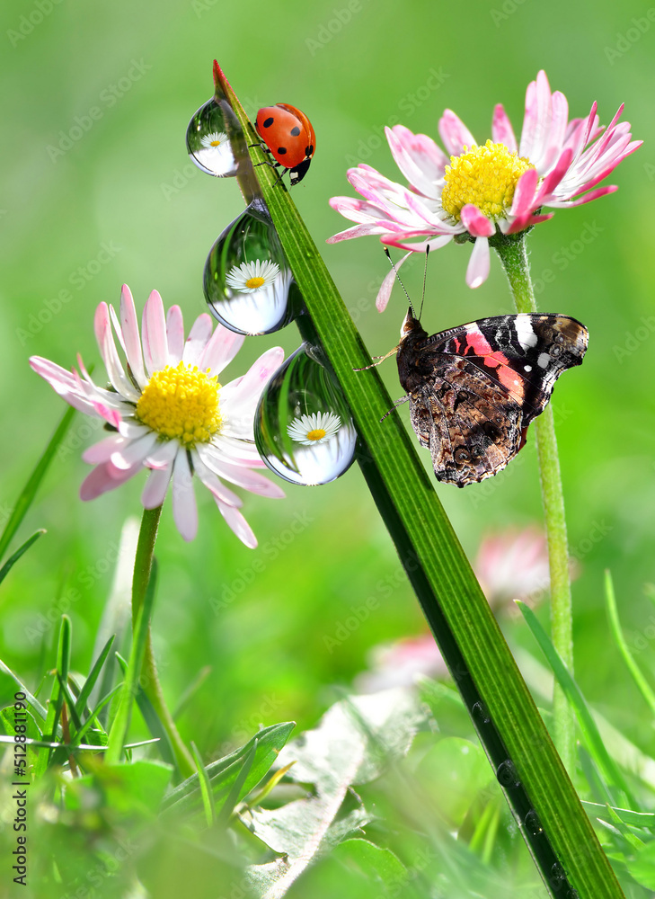 butterfly on a flower