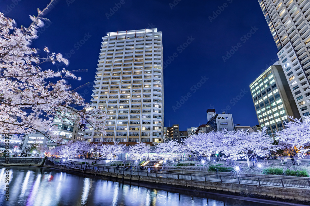 満開の夜桜が綺麗な目黒川沿いのビル群