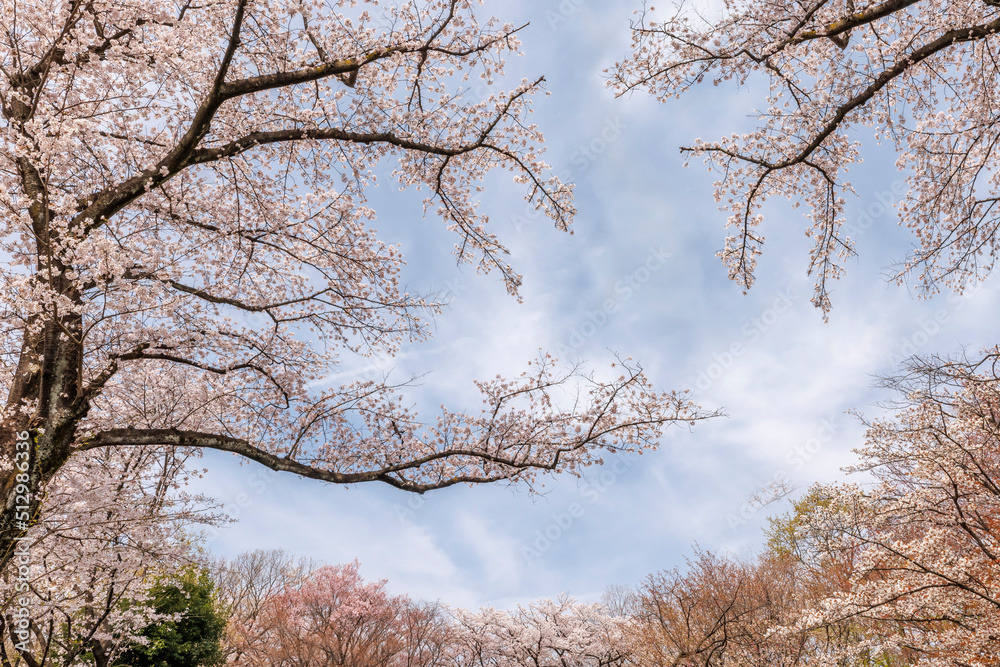 ピンク色が綺麗な満開の桜