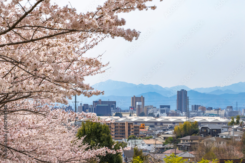 ピンク色が綺麗な満開の桜