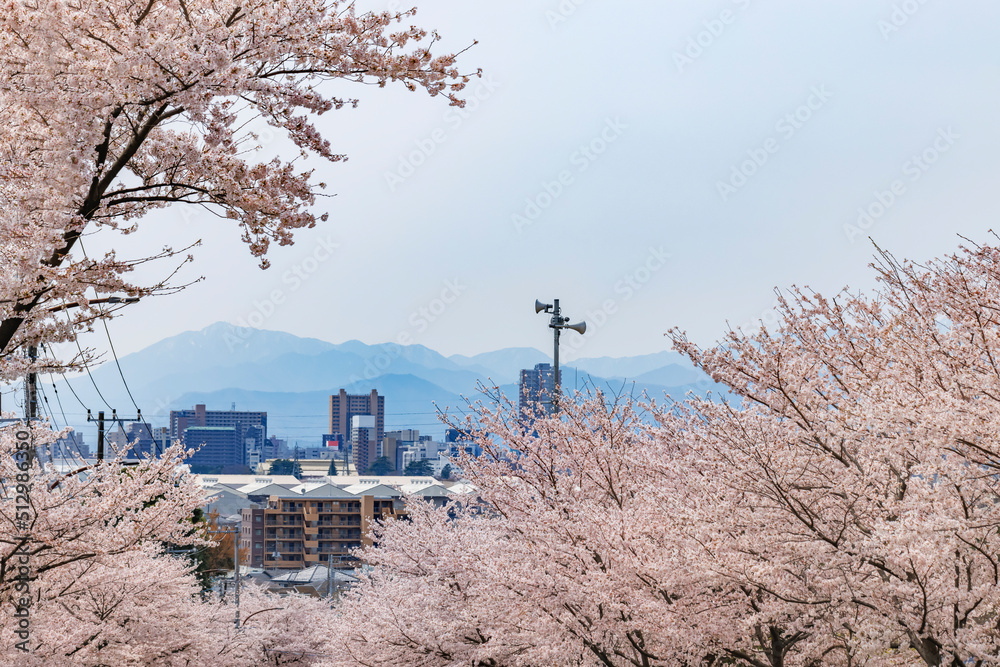 ピンク色が綺麗な満開の桜