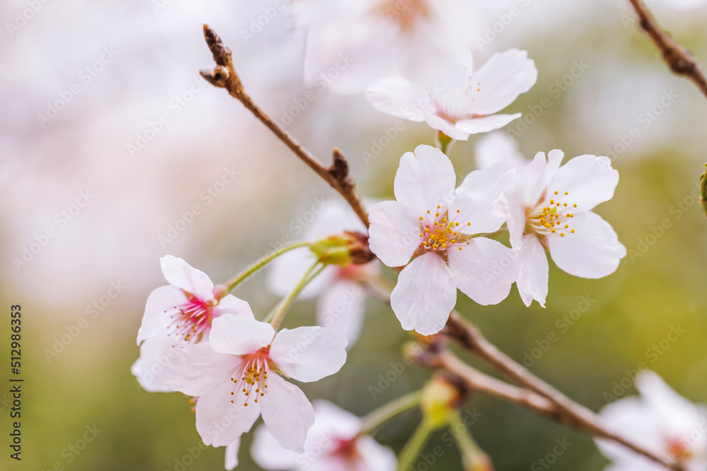 ピンク色が綺麗な満開の桜