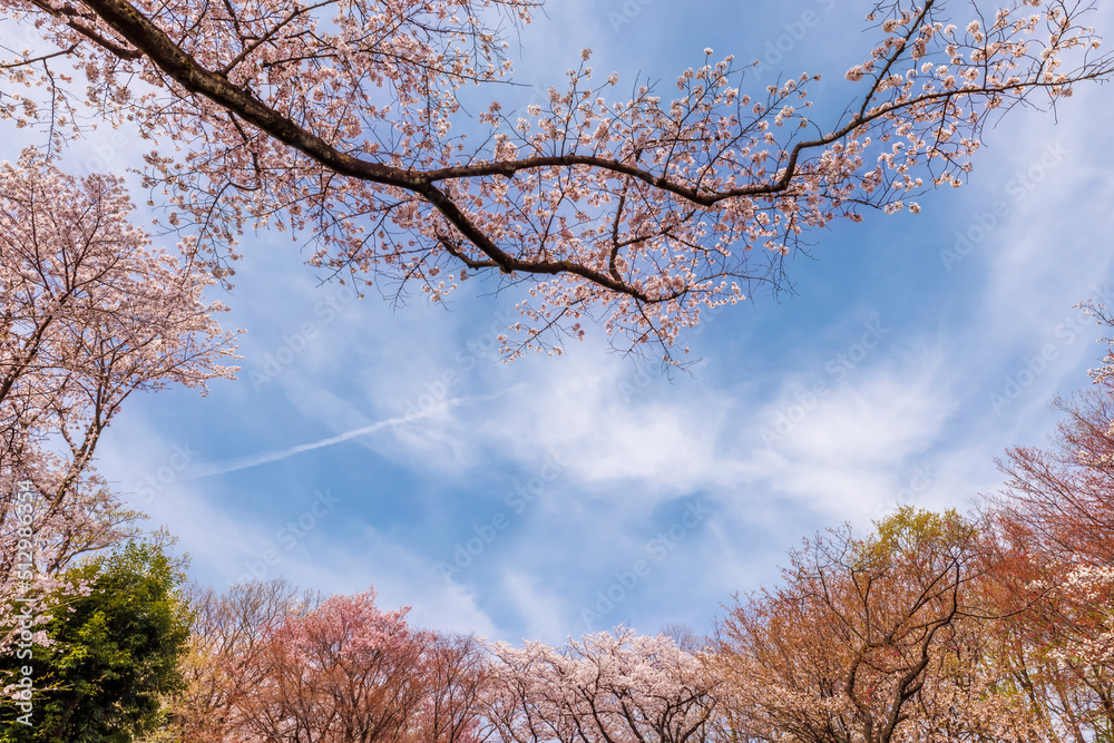 ピンク色が綺麗な満開の桜