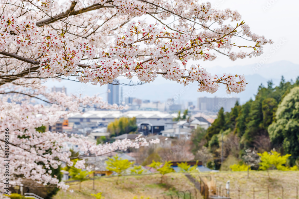 ピンク色が綺麗な満開の桜