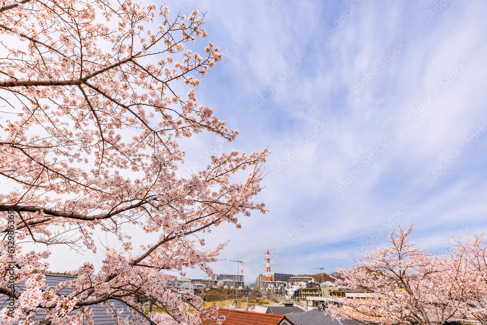 ピンク色が綺麗な満開の桜