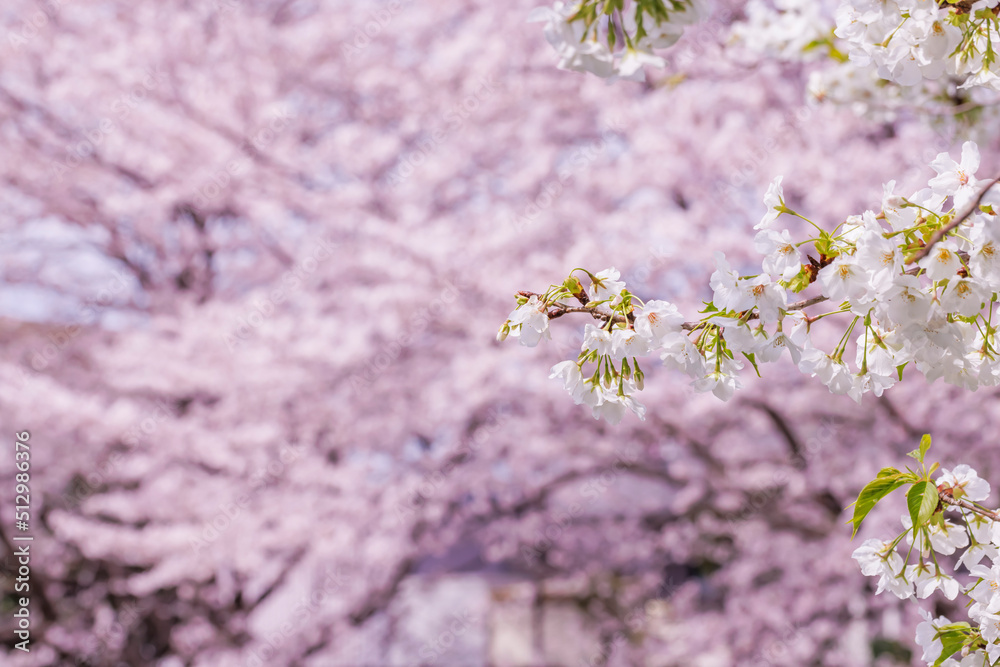 ピンク色が綺麗な満開の桜