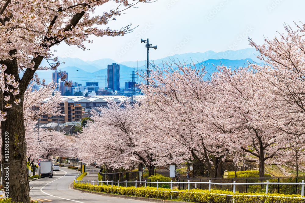 ピンク色が綺麗な満開の桜