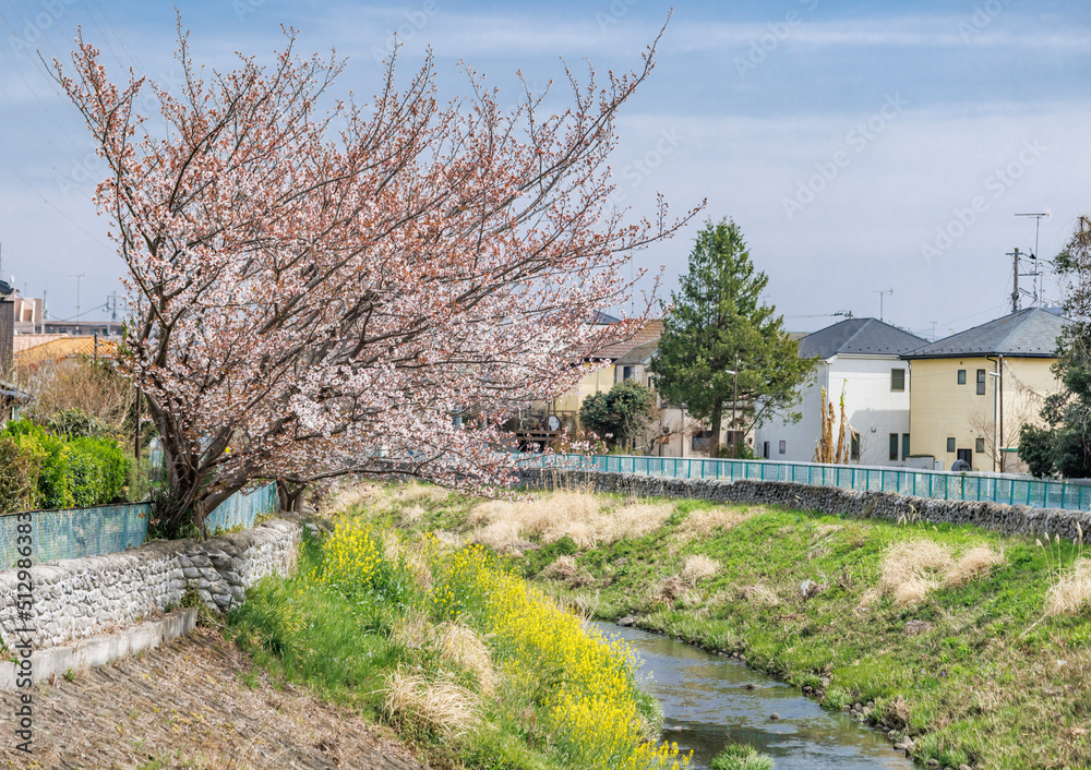 ピンク色が綺麗な満開の桜