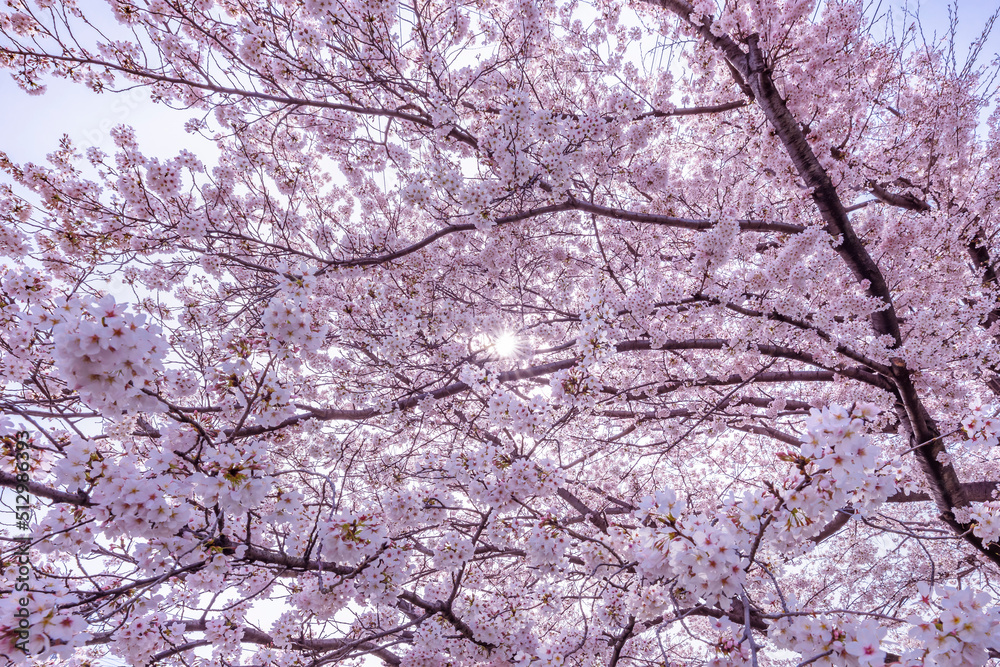 ピンク色が綺麗な満開の桜