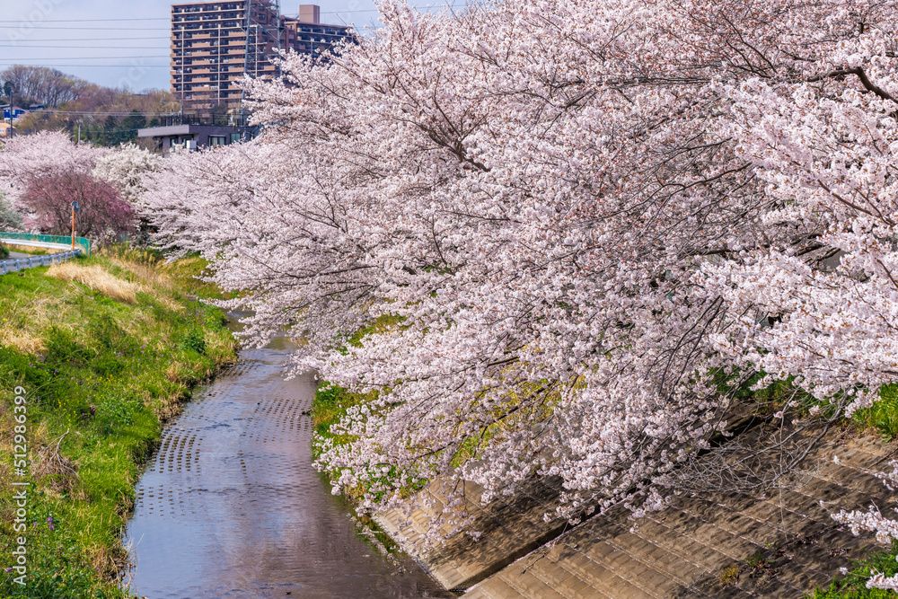 ピンク色が綺麗な満開の桜