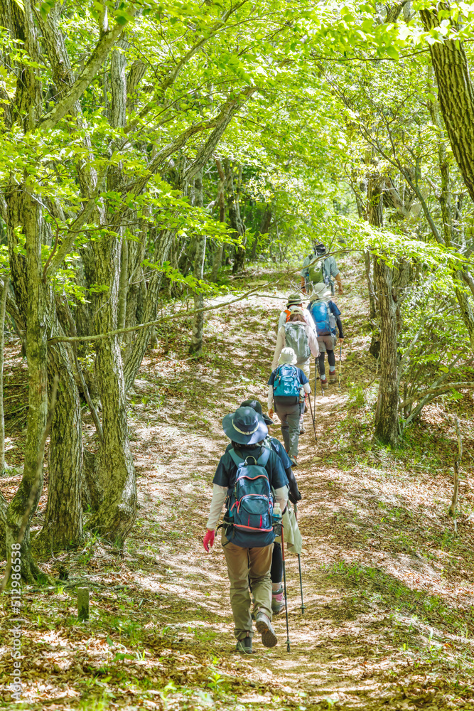 新緑の登山道をハイキングする人達