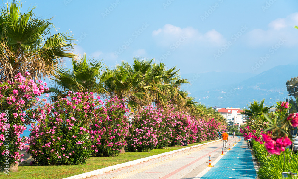 Bicycle path with palm trees and blooming Oleanders in the resort of Alanya Turkey. Beautiful Medite