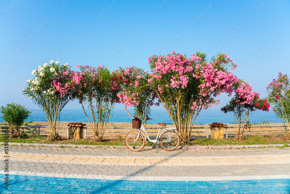 Beautiful resort seaside promenade with blooming colorful Oleanders and white bicycle against the ba