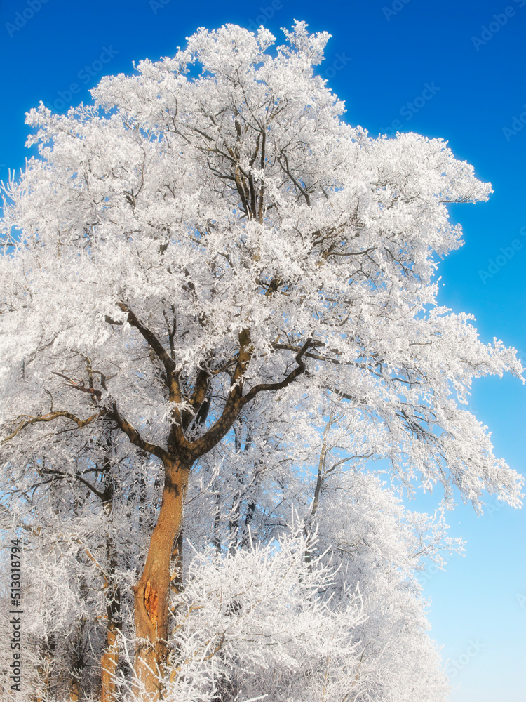 Low angle view of snow covered trees isolated against blue sky in the day. Below view of ice capped 