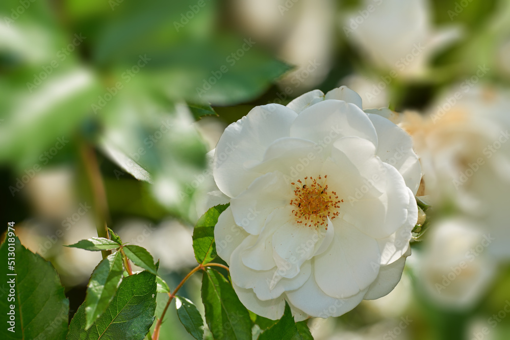 Closeup of a single white rose growing in an arboretum. Flowering bush in a park outside against a b