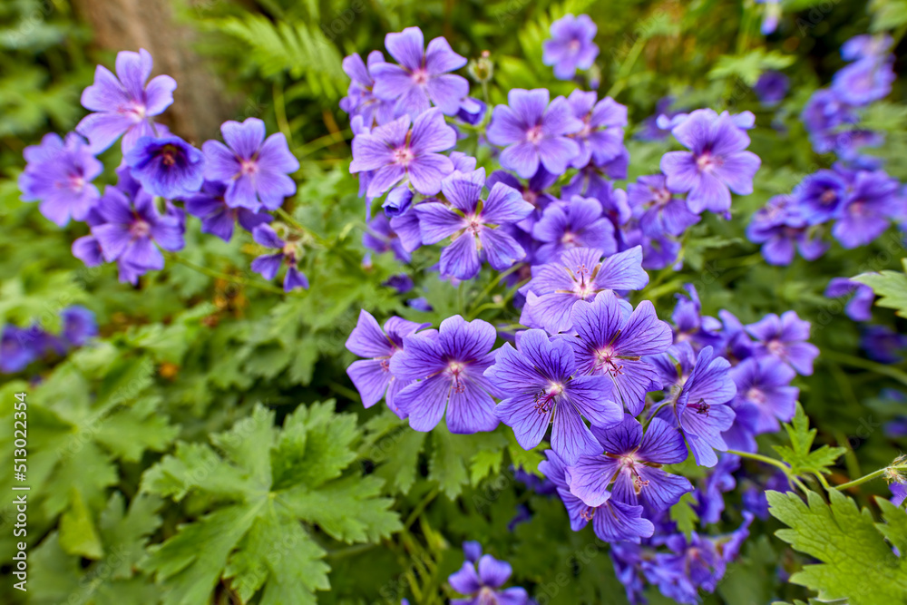 Top view of meadow geranium flowers flourishing in a green field in summer. Purple plants growing an