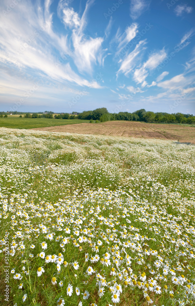 Landscape of daisy flowers in a lush meadow in summer. Marguerite perennial flowering plants growing