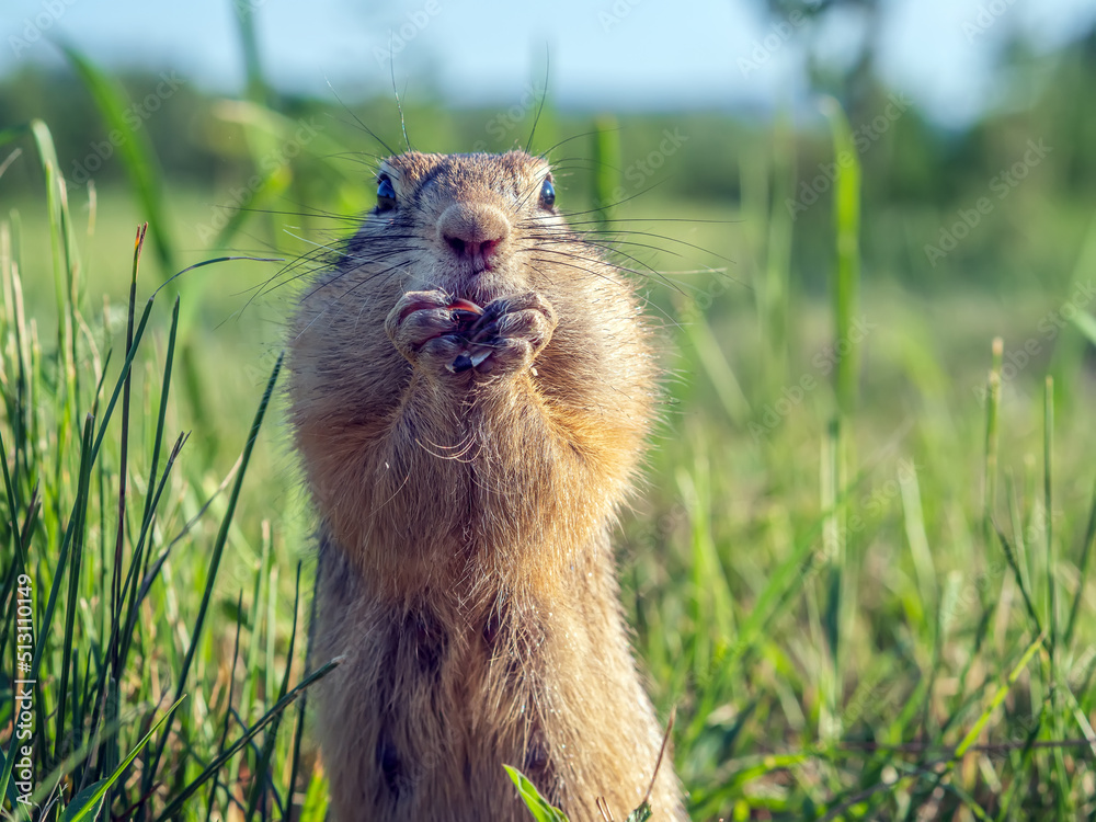 Gopher在草地上看着镜头。特写。