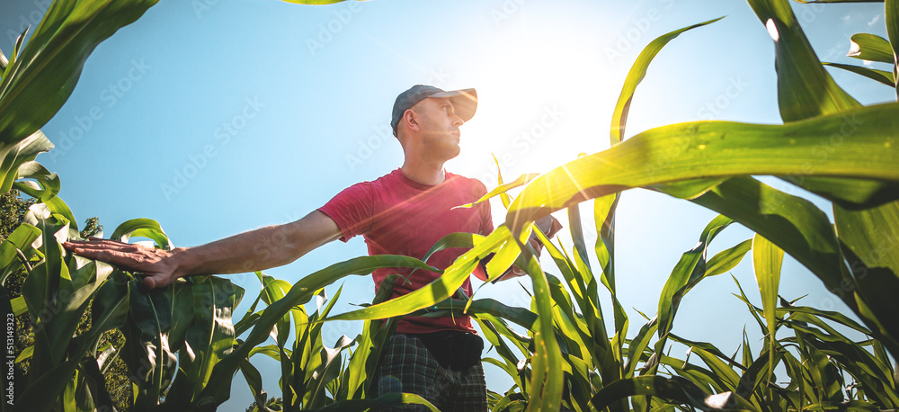 A young agronomist examines corn cobs on agricultural land. Farmer in a corn field on a sunny day