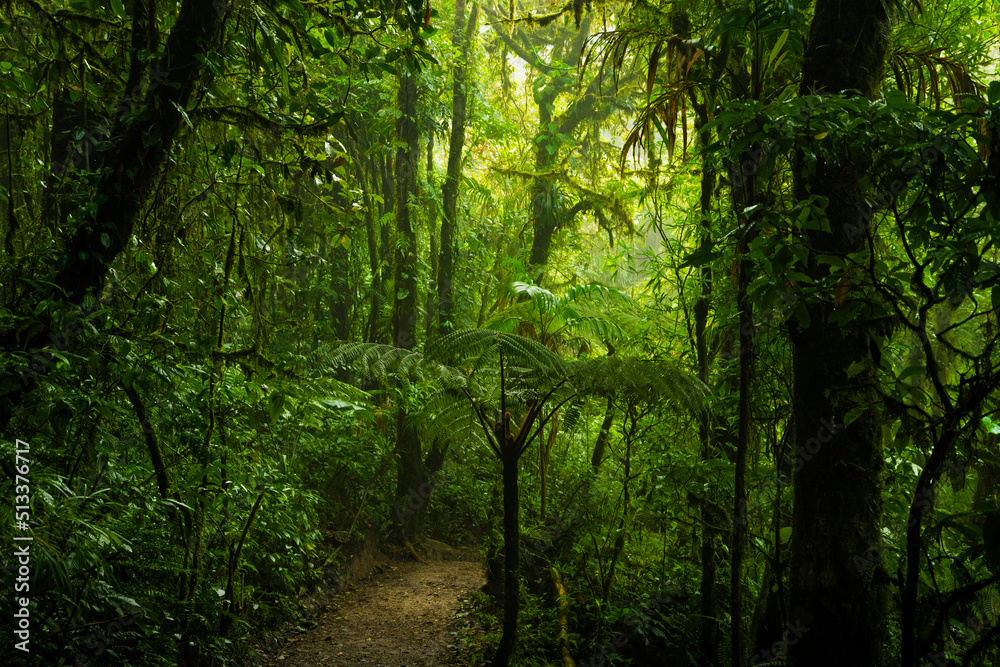 Rain forest in Central America