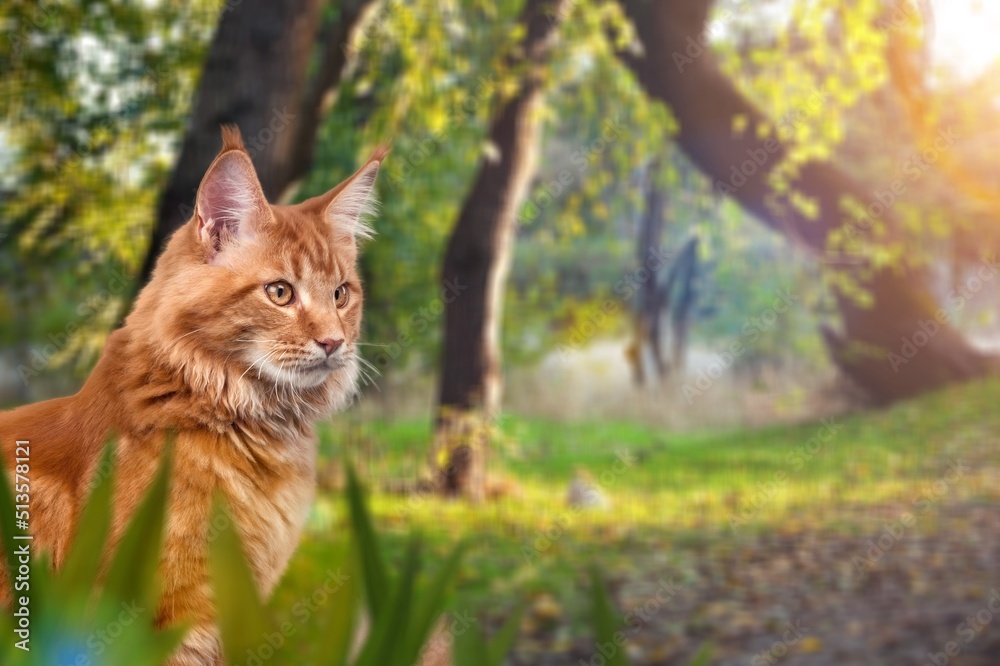 一只可爱的毛茸茸的猫在春天花园里的照片。