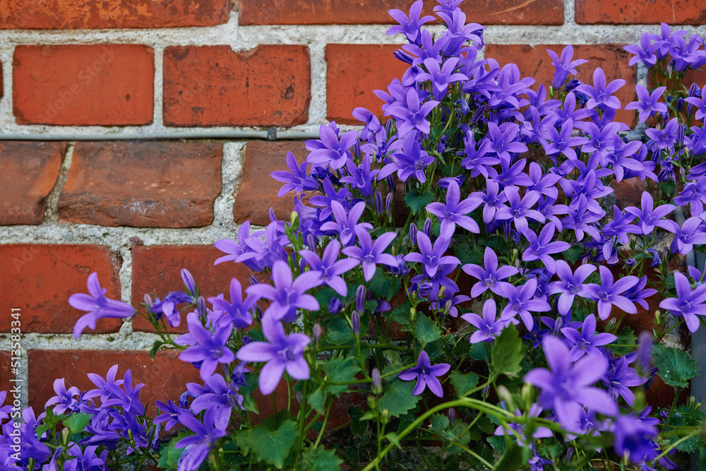 Bunch of purple bellflowers blooming outside against red brick wall. Beautiful floral plants with gr