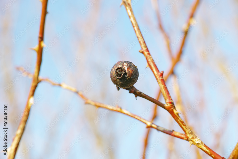 Branches in winter with dried fruit hanging on a leafless tree. Single Pomegranate hanging on a bran