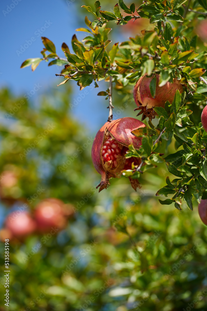 Closeup of a ripe pomegranate on tree branch in the garden. Red ripe fruit hanging on tree branch wi