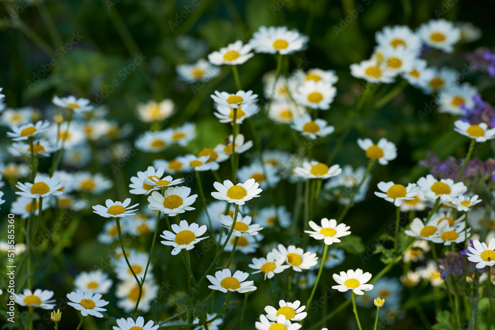 Daisy flower growing in a field or botanical garden on a sunny day outdoors. Marguerite or english d