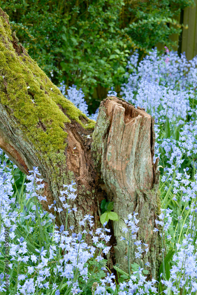 Moss covered wooden tree stump with blossoming bush of vibrant bluebell flowers in background. Seren