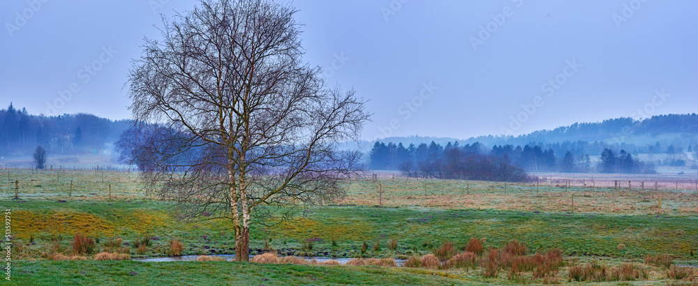 Copyspace of scenic landscape with a bare oak tree on farmland with the forest in the background. Vi