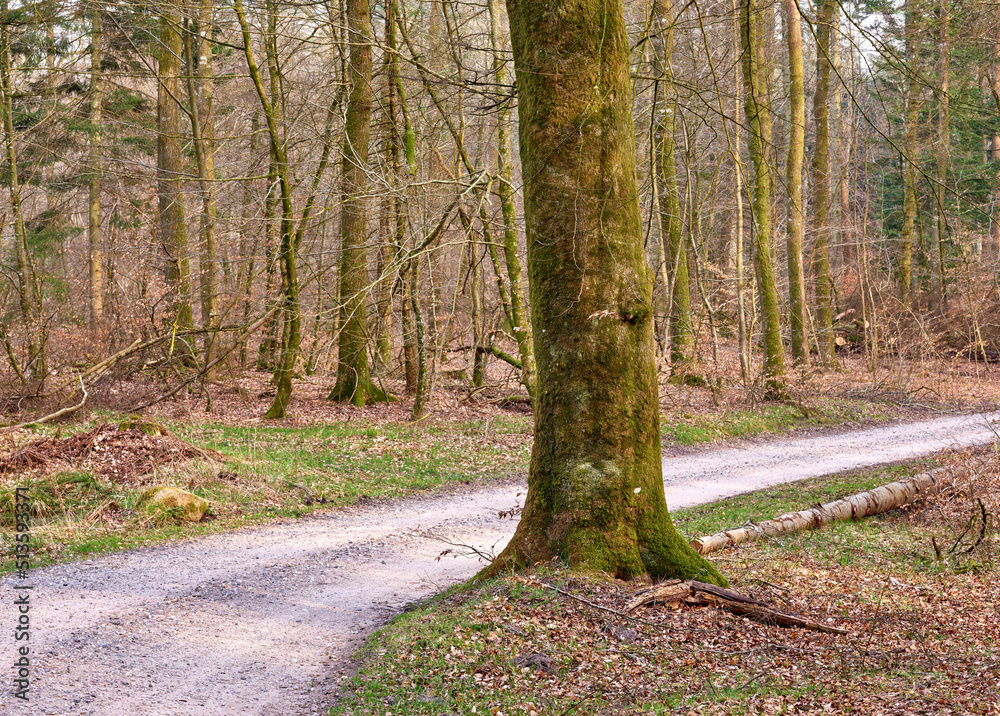 A pine forest with a pathway. An autumn landscape of tall tree trunks in the woods with a hiking tra