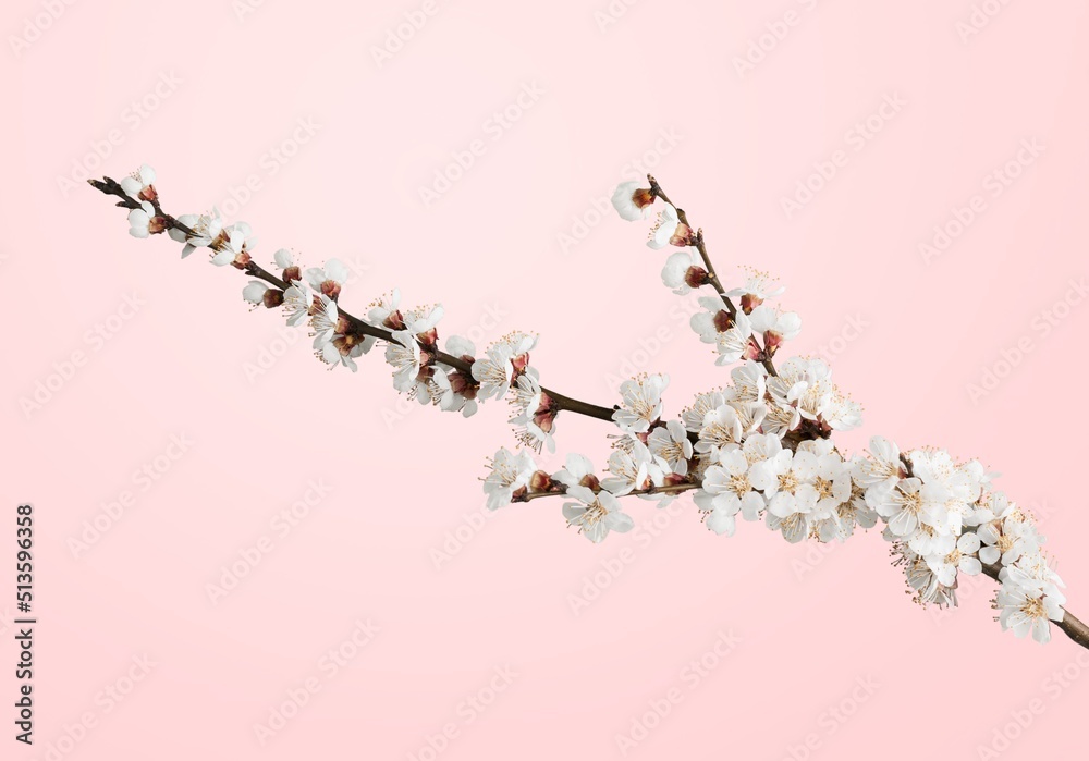 Single  blossom branch with white flowers. Blossom branch with flowers