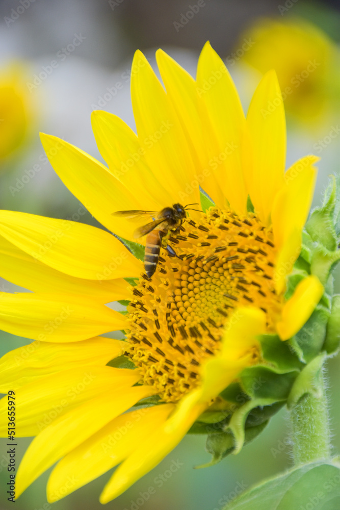 Yellow sunflowers in full bloom and bees swarm the beautiful petals in a Thai garden..