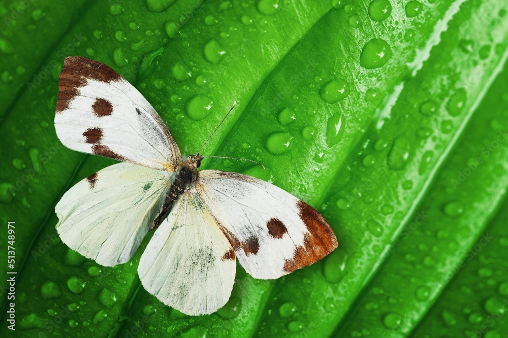 雨后绿叶上有水滴的蝴蝶