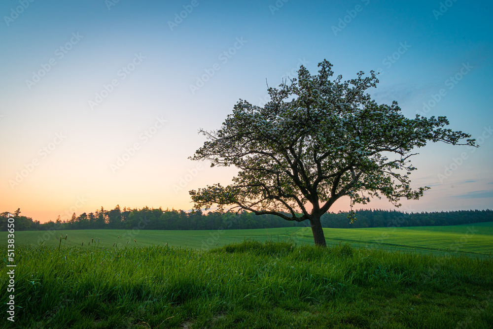 Obstbaum in der Morgendämmerung im Taunus